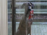 Doritos Doritos - Man's Best Friend